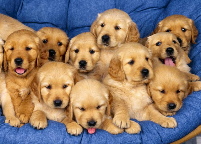 Köpekle Nasıl İletişim Kurulur?