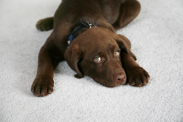 Halıdaki Kedi, Köpek Tüyü Nasıl Temizlenir
