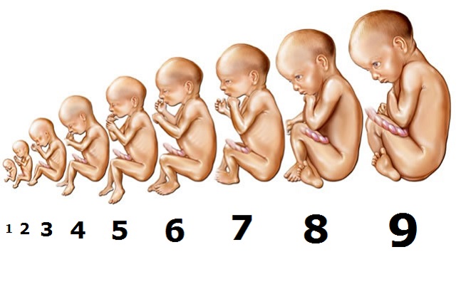 Aylık Anne Karnındaki Bebek Gelişimi Nasıldır