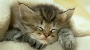 Kedi Çişi Kokusu Ayakkabıdan Nasıl Çıkarılır