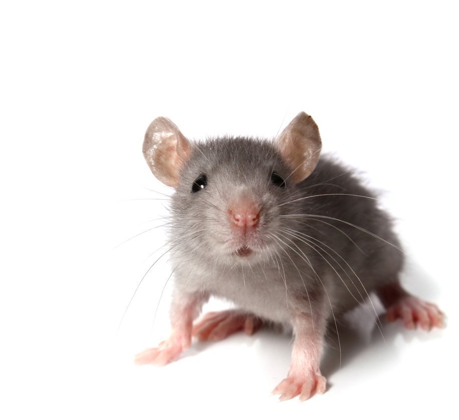Fare Evden Nasıl Uzaklaştırılır