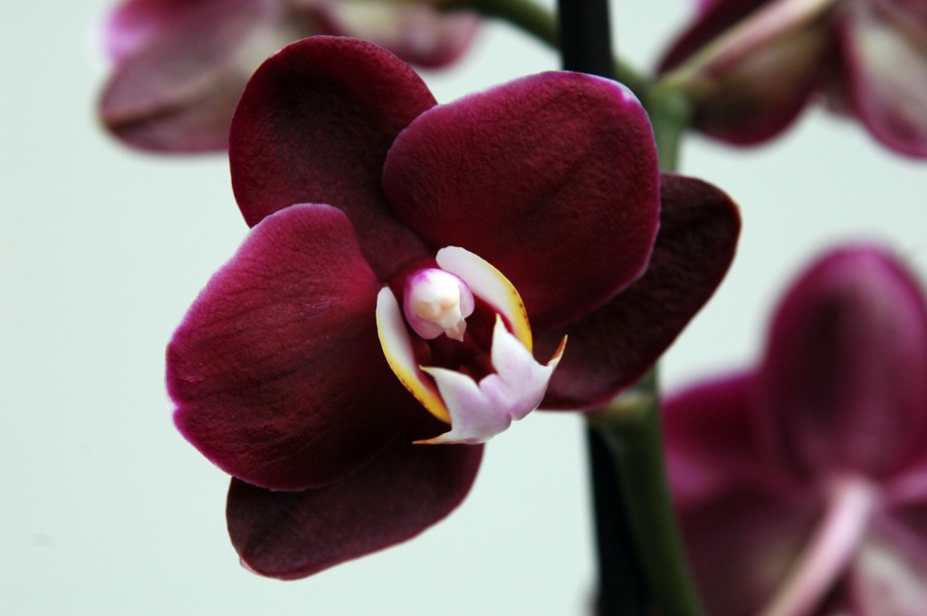 Phalaenopsis (Güve) Orkidesi Bakımı Nasıl Yapılır