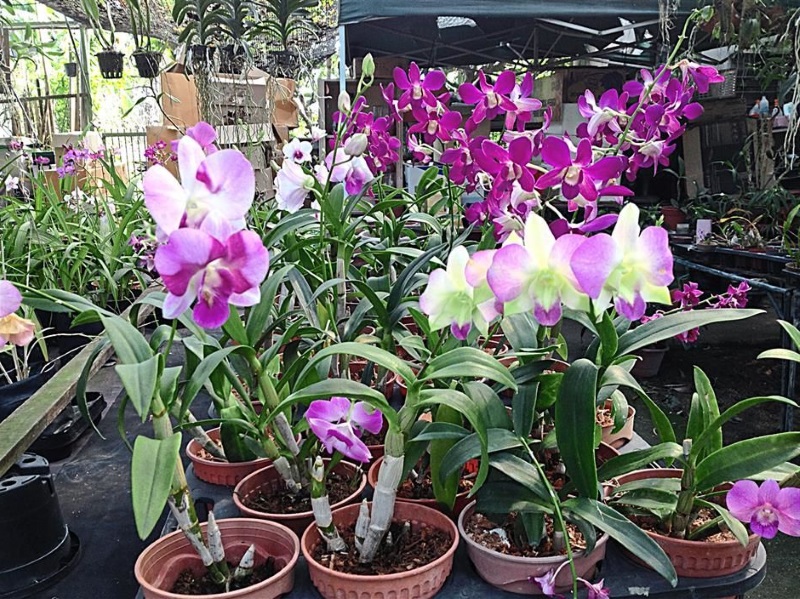 Dendrobium Singapur Orkide Bakımı Nasıl Yapılır
