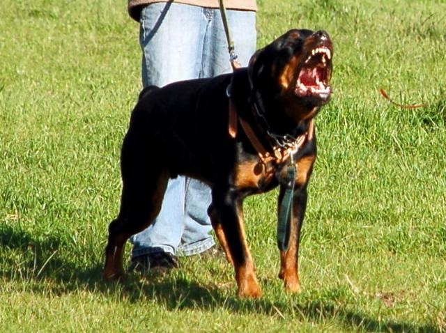 Tehlikeli Köpek Nasıl Bildirilir