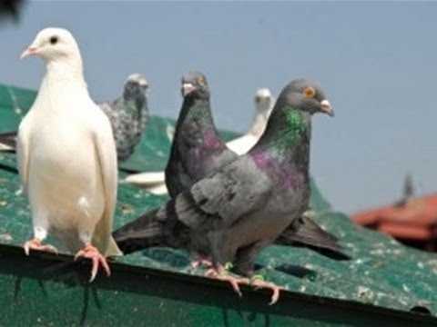 Güvercinlerden Nasıl Kurtulunur