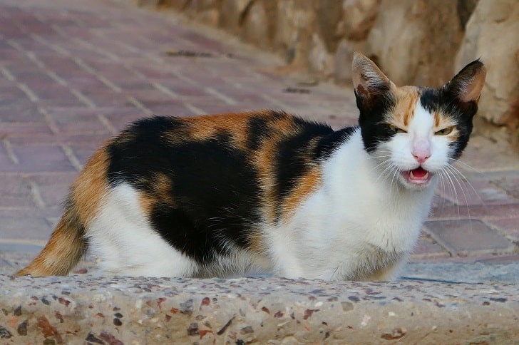 Kızgınlık Dönemindeki Dişi Kedi Nasıl Sakinleştirilir?