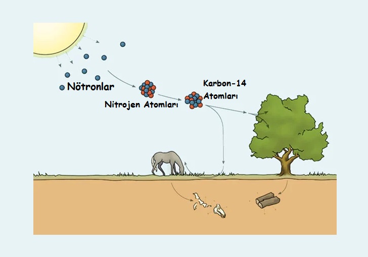 Karbon 14 Metodu