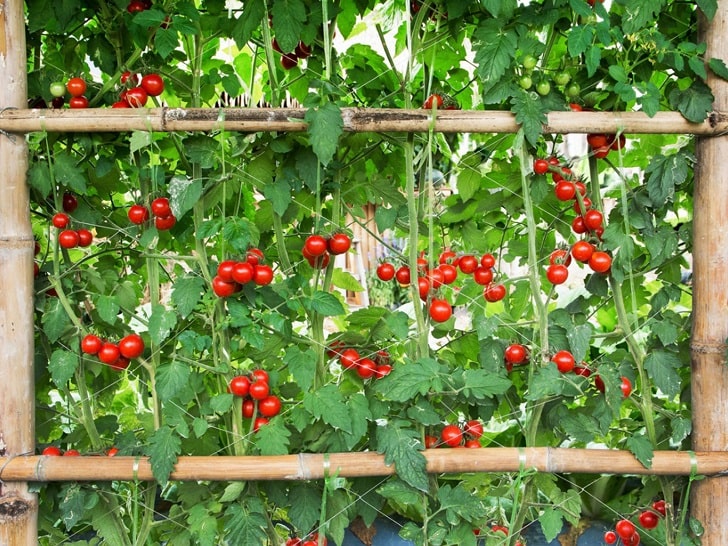 Asma ve Çalı Domatesleri Arasındaki Farklar