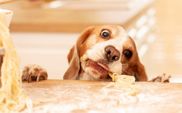Köpekler Makarna Yiyebilir mi?